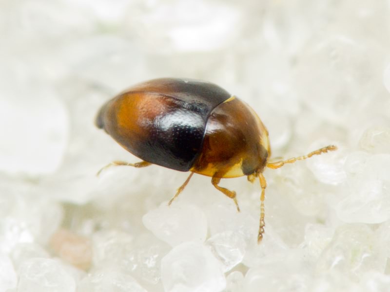 Corylophus cassidoides (Marsham, 1802)